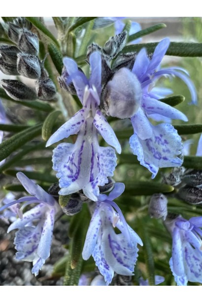 Rosmarinus officinalis Blue Winter – ніжні блакитні квіти